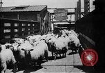 Image of Chicago stockyards Chicago Illinois USA, 1897, second 27 stock footage video 65675071534