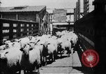 Image of Chicago stockyards Chicago Illinois USA, 1897, second 28 stock footage video 65675071534