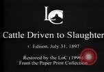 Image of Cattle to slaughter Chicago Illinois USA, 1897, second 3 stock footage video 65675071535