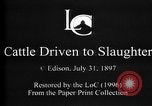 Image of Cattle to slaughter Chicago Illinois USA, 1897, second 4 stock footage video 65675071535