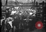 Image of Cattle to slaughter Chicago Illinois USA, 1897, second 7 stock footage video 65675071535