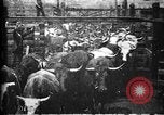 Image of Cattle to slaughter Chicago Illinois USA, 1897, second 8 stock footage video 65675071535