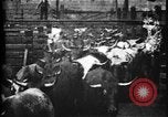 Image of Cattle to slaughter Chicago Illinois USA, 1897, second 9 stock footage video 65675071535