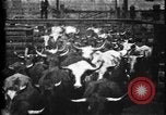Image of Cattle to slaughter Chicago Illinois USA, 1897, second 10 stock footage video 65675071535