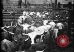 Image of Cattle to slaughter Chicago Illinois USA, 1897, second 11 stock footage video 65675071535
