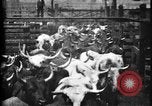 Image of Cattle to slaughter Chicago Illinois USA, 1897, second 12 stock footage video 65675071535