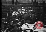 Image of Cattle to slaughter Chicago Illinois USA, 1897, second 15 stock footage video 65675071535