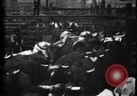 Image of Cattle to slaughter Chicago Illinois USA, 1897, second 17 stock footage video 65675071535