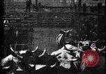 Image of Cattle to slaughter Chicago Illinois USA, 1897, second 22 stock footage video 65675071535