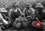 Standbild Ananas Hawaii USA, 1916, aus Sekunde 3 historischem Filmmaterial Videoclip 65675071573