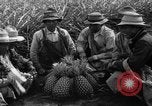 Standbild Ananas Hawaii USA, 1916, aus Sekunde 4 historischem Filmmaterial Videoclip 65675071573