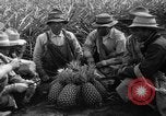 Standbild Ananas Hawaii USA, 1916, aus Sekunde 5 historischem Filmmaterial Videoclip 65675071573
