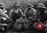 Standbild Ananas Hawaii USA, 1916, aus Sekunde 6 historischem Filmmaterial Videoclip 65675071573