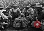 Standbild Ananas Hawaii USA, 1916, aus Sekunde 7 historischem Filmmaterial Videoclip 65675071573