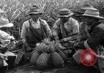 Standbild Ananas Hawaii USA, 1916, aus Sekunde 8 historischem Filmmaterial Videoclip 65675071573