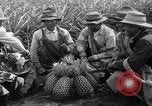 Standbild Ananas Hawaii USA, 1916, aus Sekunde 9 historischem Filmmaterial Videoclip 65675071573
