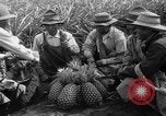 Standbild Ananas Hawaii USA, 1916, aus Sekunde 10 historischem Filmmaterial Videoclip 65675071573