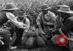 Standbild Ananas Hawaii USA, 1916, aus Sekunde 11 historischem Filmmaterial Videoclip 65675071573