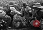 Standbild Ananas Hawaii USA, 1916, aus Sekunde 12 historischem Filmmaterial Videoclip 65675071573