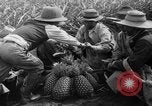Standbild Ananas Hawaii USA, 1916, aus Sekunde 13 historischem Filmmaterial Videoclip 65675071573
