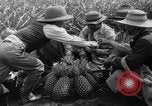 Standbild Ananas Hawaii USA, 1916, aus Sekunde 14 historischem Filmmaterial Videoclip 65675071573