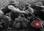 Standbild Ananas Hawaii USA, 1916, aus Sekunde 15 historischem Filmmaterial Videoclip 65675071573