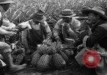 Standbild Ananas Hawaii USA, 1916, aus Sekunde 16 historischem Filmmaterial Videoclip 65675071573