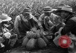 Standbild Ananas Hawaii USA, 1916, aus Sekunde 17 historischem Filmmaterial Videoclip 65675071573