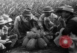 Standbild Ananas Hawaii USA, 1916, aus Sekunde 18 historischem Filmmaterial Videoclip 65675071573