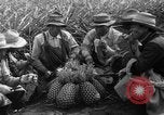 Standbild Ananas Hawaii USA, 1916, aus Sekunde 19 historischem Filmmaterial Videoclip 65675071573