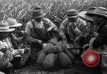 Standbild Ananas Hawaii USA, 1916, aus Sekunde 21 historischem Filmmaterial Videoclip 65675071573