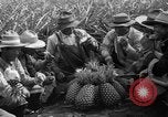 Standbild Ananas Hawaii USA, 1916, aus Sekunde 22 historischem Filmmaterial Videoclip 65675071573