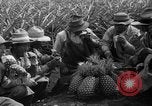Standbild Ananas Hawaii USA, 1916, aus Sekunde 23 historischem Filmmaterial Videoclip 65675071573