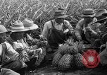 Standbild Ananas Hawaii USA, 1916, aus Sekunde 24 historischem Filmmaterial Videoclip 65675071573