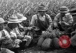 Standbild Ananas Hawaii USA, 1916, aus Sekunde 25 historischem Filmmaterial Videoclip 65675071573