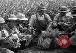 Standbild Ananas Hawaii USA, 1916, aus Sekunde 26 historischem Filmmaterial Videoclip 65675071573