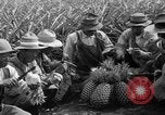 Standbild Ananas Hawaii USA, 1916, aus Sekunde 27 historischem Filmmaterial Videoclip 65675071573
