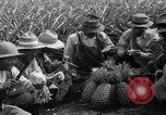 Standbild Ananas Hawaii USA, 1916, aus Sekunde 28 historischem Filmmaterial Videoclip 65675071573