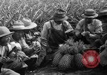 Standbild Ananas Hawaii USA, 1916, aus Sekunde 29 historischem Filmmaterial Videoclip 65675071573