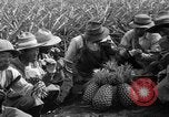 Standbild Ananas Hawaii USA, 1916, aus Sekunde 30 historischem Filmmaterial Videoclip 65675071573