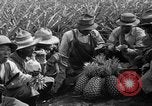 Standbild Ananas Hawaii USA, 1916, aus Sekunde 31 historischem Filmmaterial Videoclip 65675071573