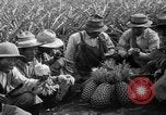 Standbild Ananas Hawaii USA, 1916, aus Sekunde 32 historischem Filmmaterial Videoclip 65675071573