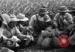 Standbild Ananas Hawaii USA, 1916, aus Sekunde 33 historischem Filmmaterial Videoclip 65675071573