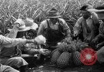 Standbild Ananas Hawaii USA, 1916, aus Sekunde 34 historischem Filmmaterial Videoclip 65675071573