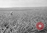 Standbild Ananas Hawaii USA, 1916, aus Sekunde 37 historischem Filmmaterial Videoclip 65675071573