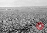 Standbild Ananas Hawaii USA, 1916, aus Sekunde 38 historischem Filmmaterial Videoclip 65675071573