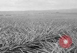 Standbild Ananas Hawaii USA, 1916, aus Sekunde 39 historischem Filmmaterial Videoclip 65675071573