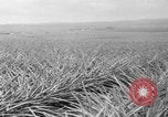 Standbild Ananas Hawaii USA, 1916, aus Sekunde 40 historischem Filmmaterial Videoclip 65675071573