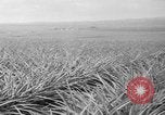 Standbild Ananas Hawaii USA, 1916, aus Sekunde 41 historischem Filmmaterial Videoclip 65675071573