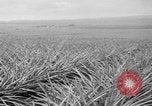 Standbild Ananas Hawaii USA, 1916, aus Sekunde 42 historischem Filmmaterial Videoclip 65675071573